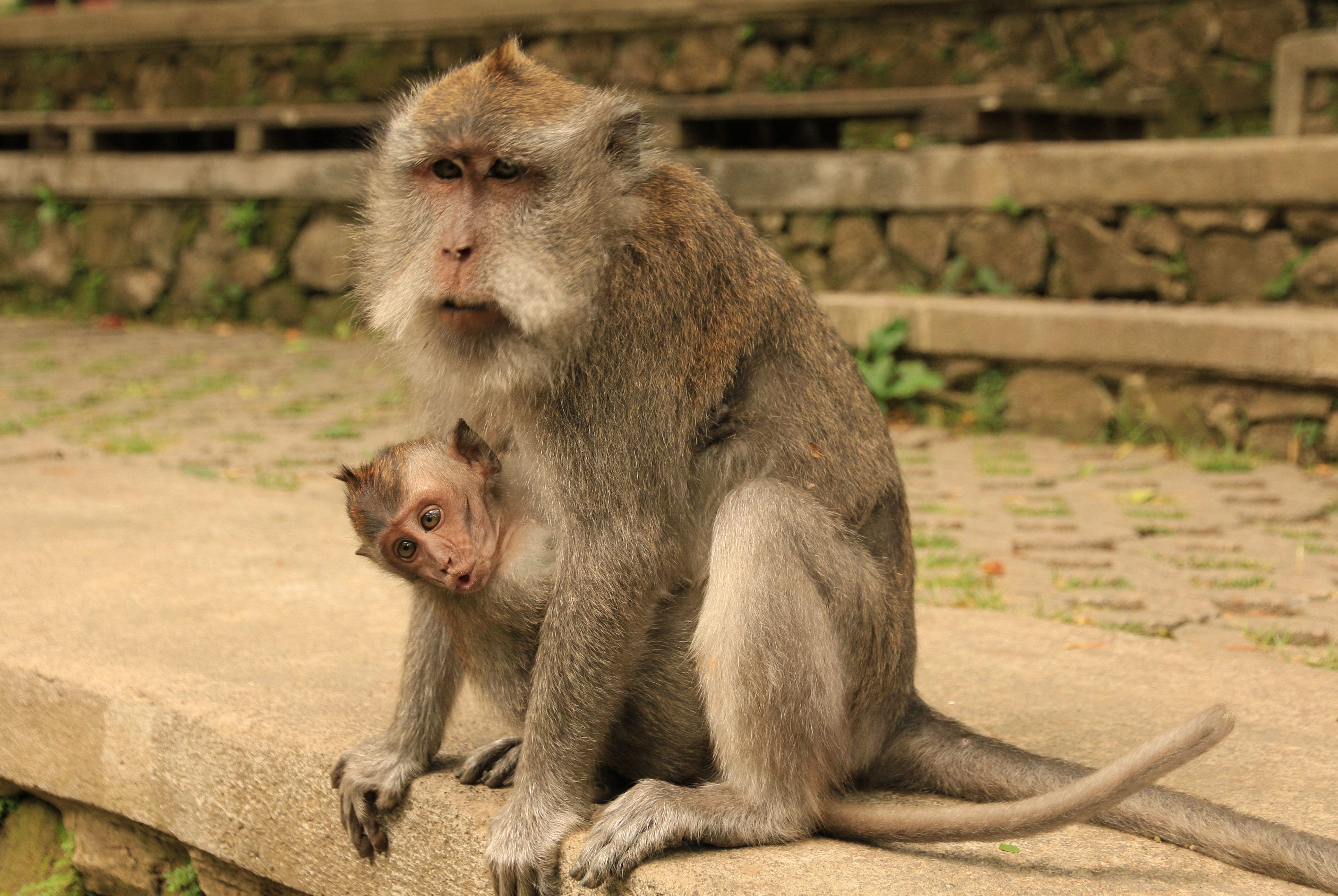 Ubud monkeys